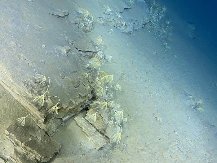 A photo looking down at a sandy sea-floor with large portions of rock sticking from the sediment. These rocks have plumes of what look like long stalks with bristly heads attached to them. They are all bending over, like they are wilting. 